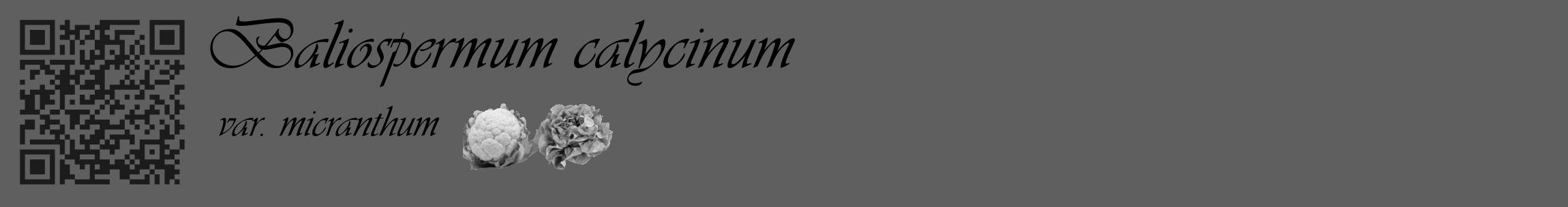 Étiquette de : Baliospermum calycinum var. micranthum - format c - style noire10_basique_basiqueviv avec qrcode et comestibilité simplifiée