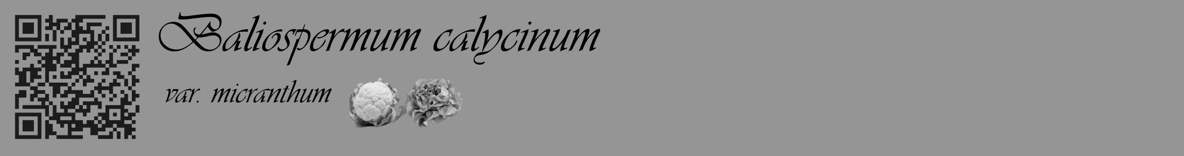 Étiquette de : Baliospermum calycinum var. micranthum - format c - style noire16_basique_basiqueviv avec qrcode et comestibilité simplifiée
