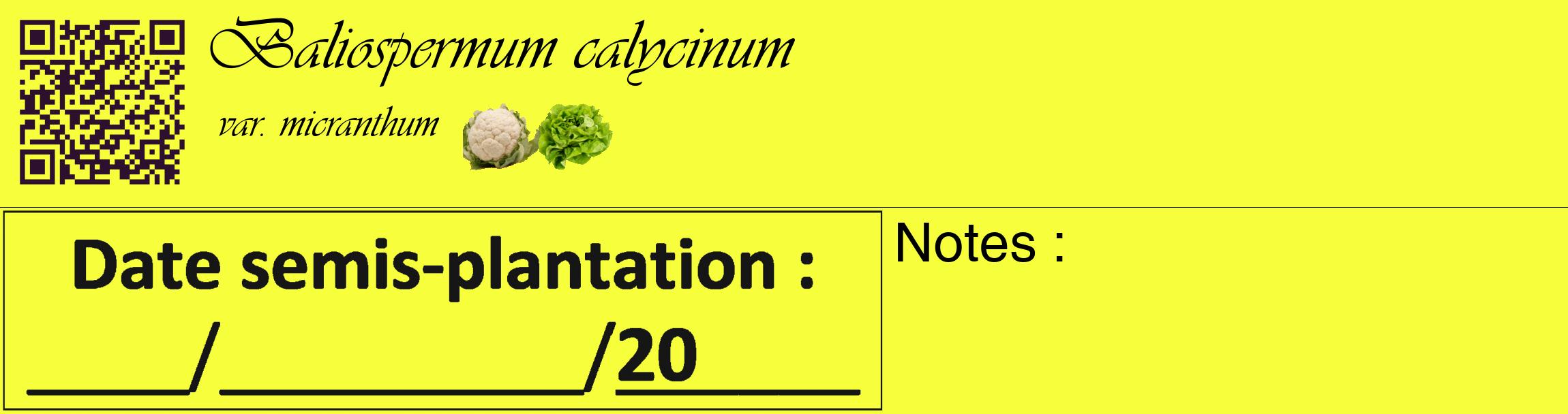 Étiquette de : Baliospermum calycinum var. micranthum - format c - style noire18_basique_basiqueviv avec qrcode et comestibilité simplifiée