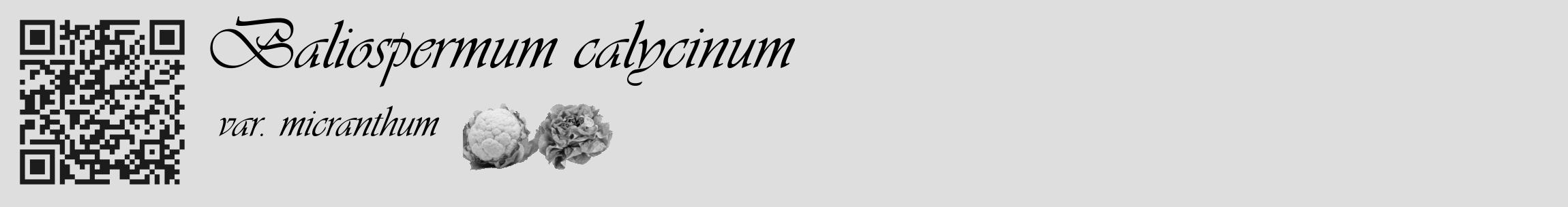 Étiquette de : Baliospermum calycinum var. micranthum - format c - style noire20_basique_basiqueviv avec qrcode et comestibilité simplifiée
