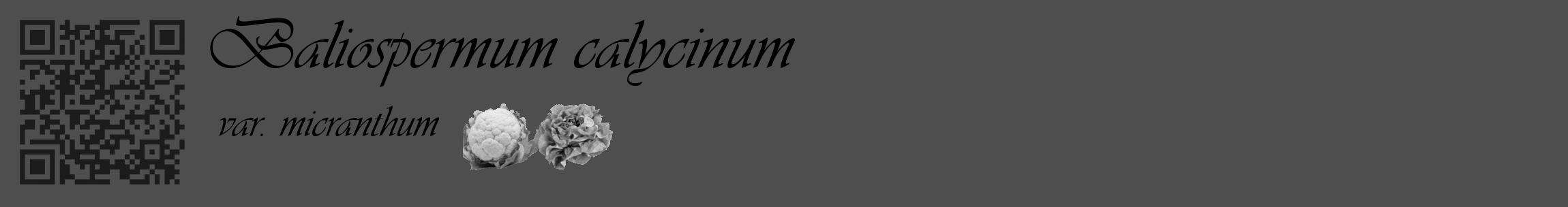 Étiquette de : Baliospermum calycinum var. micranthum - format c - style noire33_basique_basiqueviv avec qrcode et comestibilité simplifiée