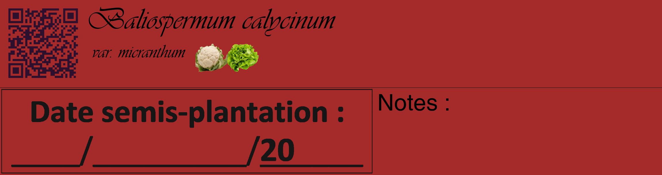 Étiquette de : Baliospermum calycinum var. micranthum - format c - style noire33_basique_basiqueviv avec qrcode et comestibilité simplifiée
