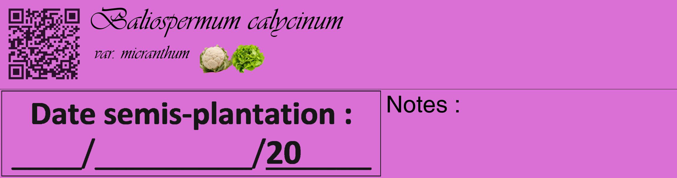 Étiquette de : Baliospermum calycinum var. micranthum - format c - style noire52_basique_basiqueviv avec qrcode et comestibilité simplifiée