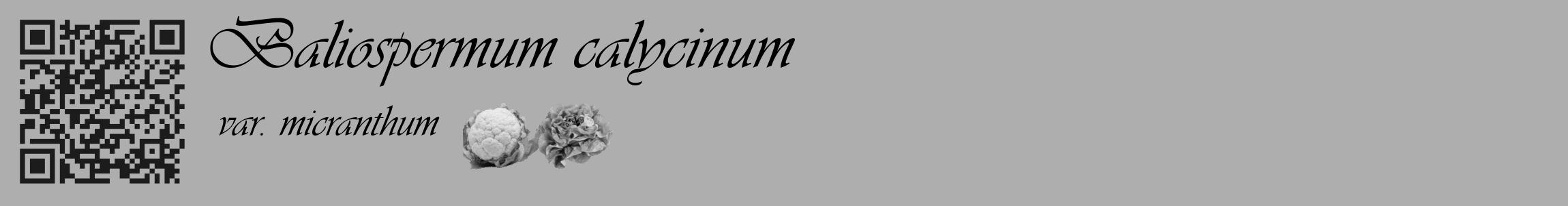 Étiquette de : Baliospermum calycinum var. micranthum - format c - style noire53_basique_basiqueviv avec qrcode et comestibilité simplifiée