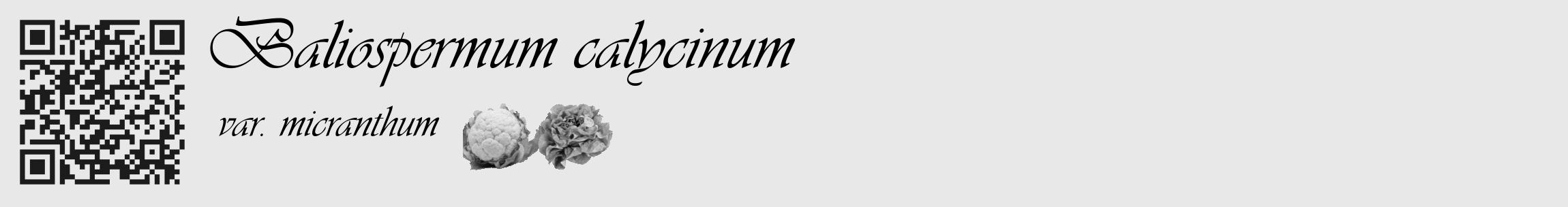 Étiquette de : Baliospermum calycinum var. micranthum - format c - style noire55_basique_basiqueviv avec qrcode et comestibilité simplifiée