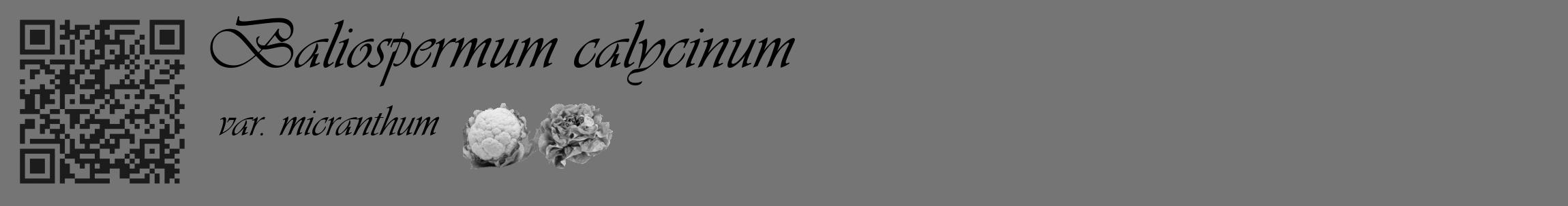 Étiquette de : Baliospermum calycinum var. micranthum - format c - style noire5_basique_basiqueviv avec qrcode et comestibilité simplifiée