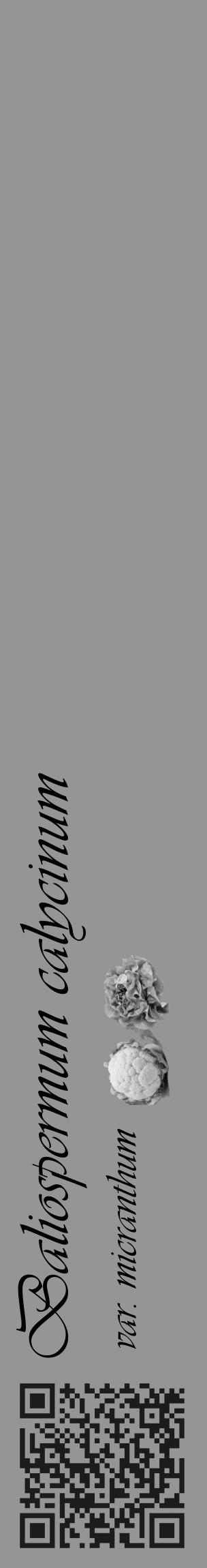 Étiquette de : Baliospermum calycinum var. micranthum - format c - style noire16_basique_basiqueviv avec qrcode et comestibilité simplifiée - position verticale