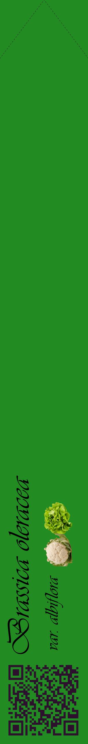 Étiquette de : Brassica oleracea var. albiflora - format c - style noire10simple_basique_basiqueviv avec qrcode et comestibilité simplifiée - position verticale