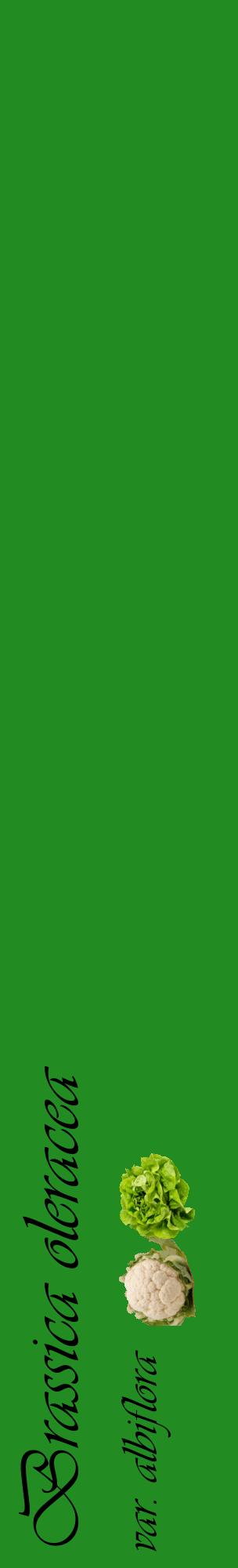 Étiquette de : Brassica oleracea var. albiflora - format c - style noire10_basiqueviv avec comestibilité simplifiée
