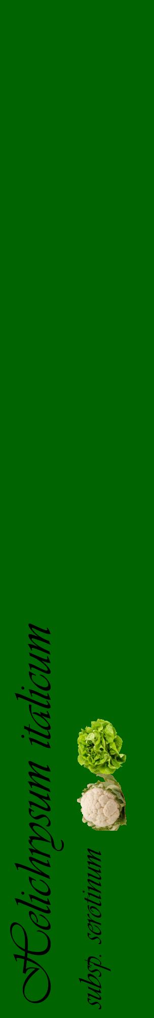 Étiquette de : Helichrysum italicum subsp. serotinum - format c - style noire8_basiqueviv avec comestibilité simplifiée