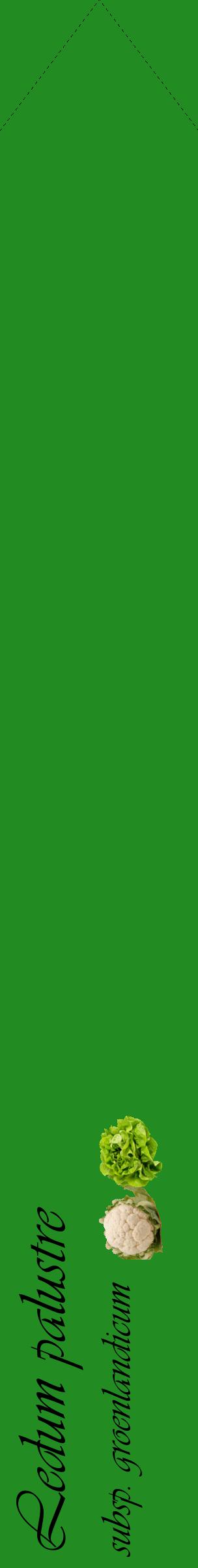 Étiquette de : Ledum palustre subsp. groenlandicum - format c - style noire10_simpleviv avec comestibilité simplifiée