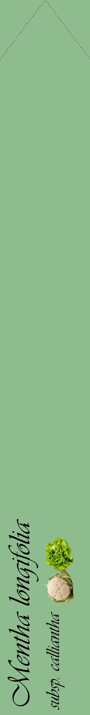 Étiquette de : Mentha longifolia subsp. calliantha - format c - style noire13_simpleviv avec comestibilité simplifiée