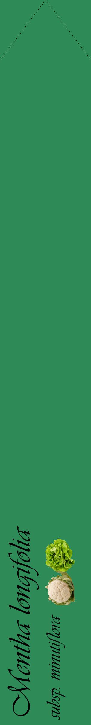 Étiquette de : Mentha longifolia subsp. minutiflora - format c - style noire11_simpleviv avec comestibilité simplifiée