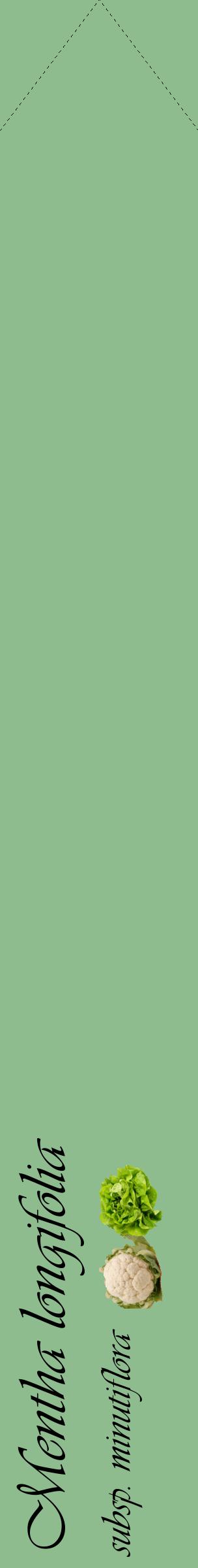Étiquette de : Mentha longifolia subsp. minutiflora - format c - style noire13_simpleviv avec comestibilité simplifiée