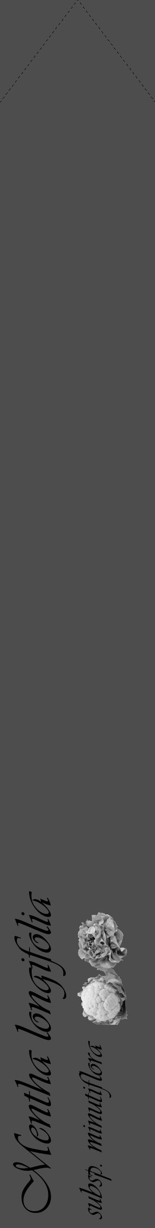 Étiquette de : Mentha longifolia subsp. minutiflora - format c - style noire28_simple_simpleviv avec comestibilité simplifiée - position verticale