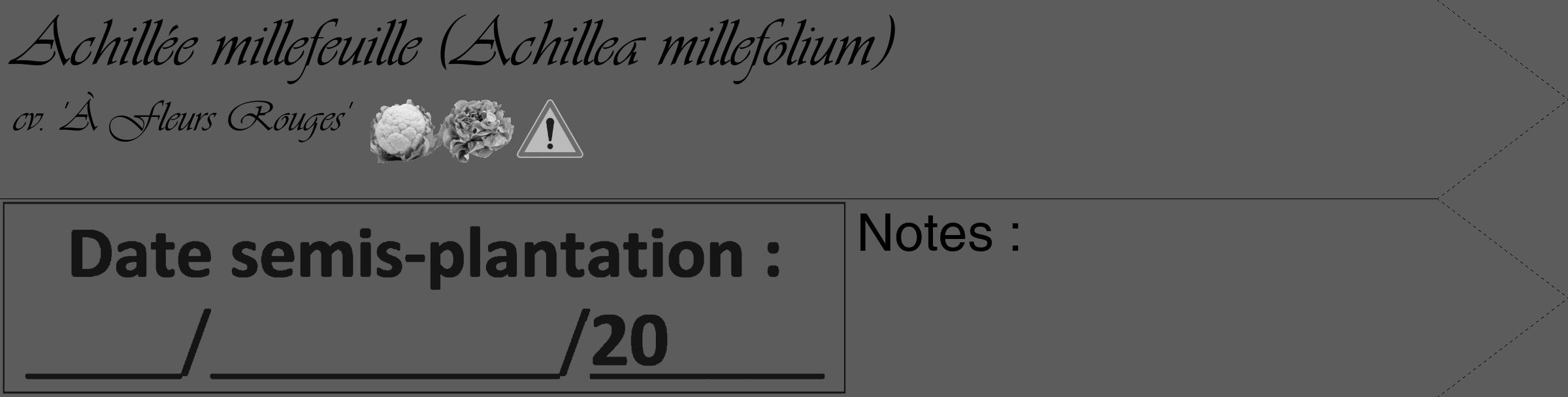 Étiquette de : Achillea millefolium cv. 'À Fleurs Rouges' - format c - style noire49_simple_simpleviv avec comestibilité simplifiée