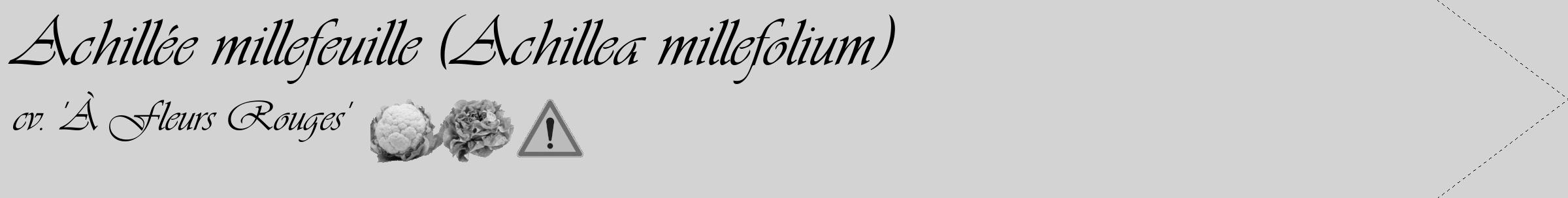 Étiquette de : Achillea millefolium cv. 'À Fleurs Rouges' - format c - style noire56_simple_simpleviv avec comestibilité simplifiée