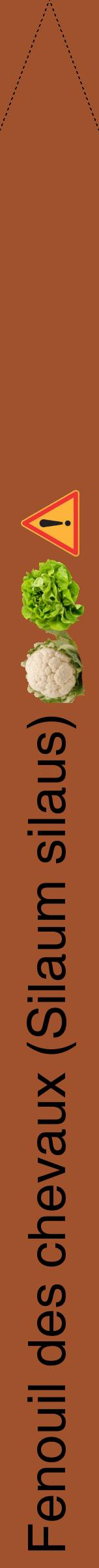 Étiquette de : Silaum silaus - format b - style noire32hel avec comestibilité simplifiée