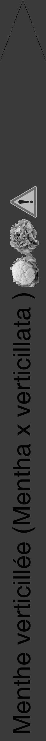 Étiquette de : Mentha x verticillata  - format b - style noire8hel avec comestibilité simplifiée - position verticale
