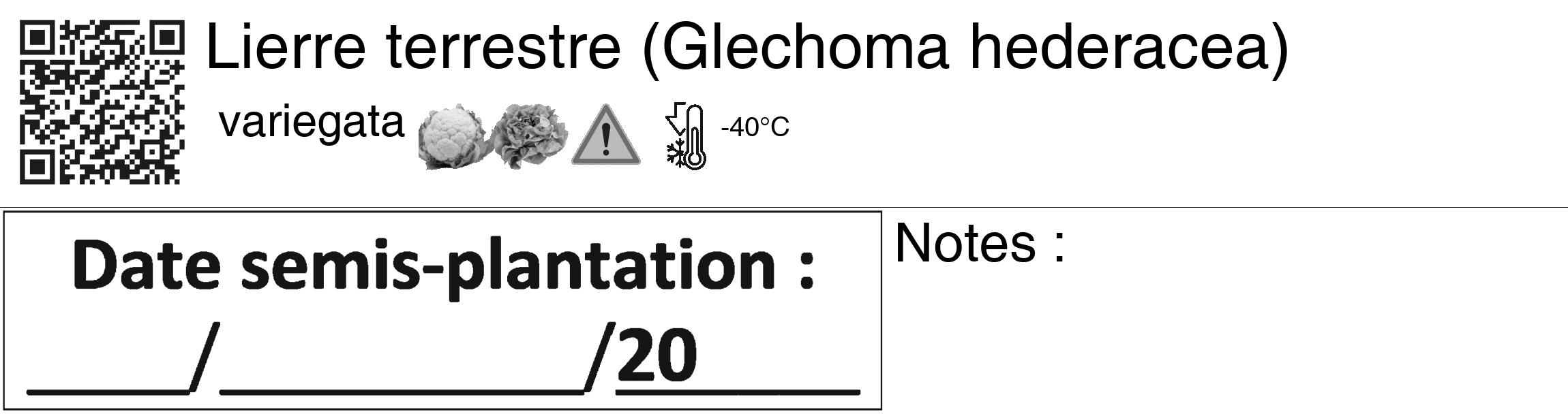 Étiquette de : Glechoma hederacea variegata - format c - style noire60_basiquegrrvhel avec qrcode et comestibilité simplifiée
