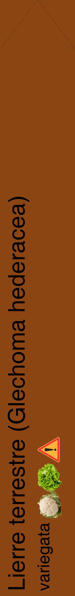 Étiquette de : Glechoma hederacea variegata - format c - style noire30_simplehel avec comestibilité simplifiée