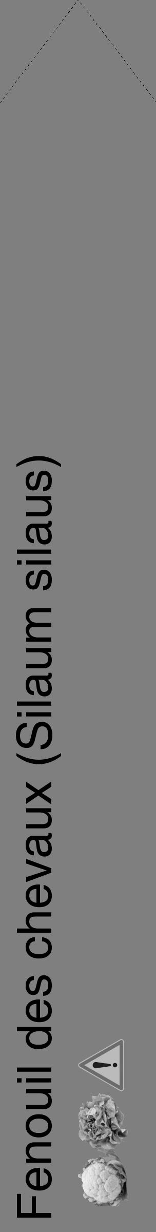 Étiquette de : Silaum silaus - format c - style noire31_simple_simplehel avec comestibilité simplifiée - position verticale