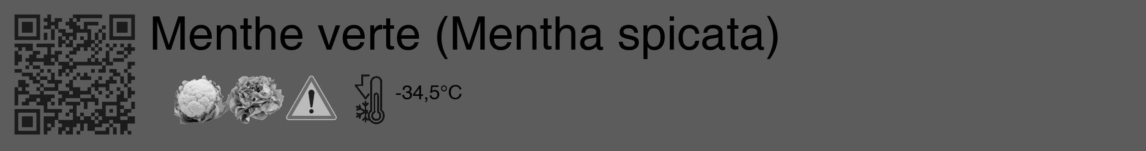 Étiquette de : Mentha spicata - format c - style noire49_basique_basiquehel avec qrcode et comestibilité simplifiée