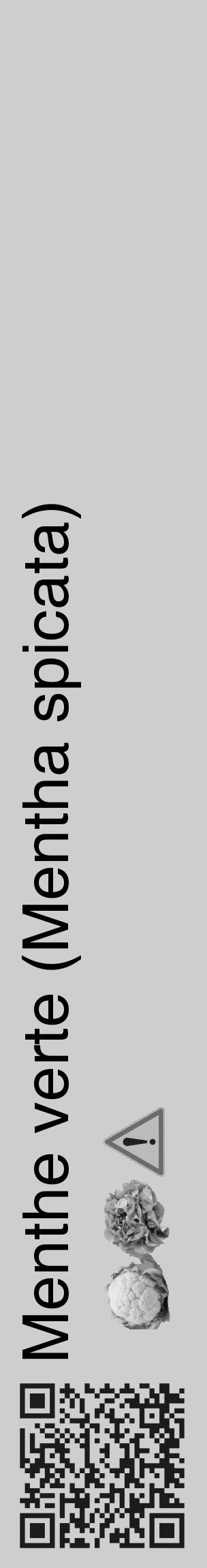 Étiquette de : Mentha spicata - format c - style noire17_basique_basiquehel avec qrcode et comestibilité simplifiée - position verticale