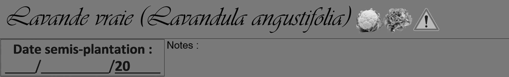 Étiquette de : Lavandula angustifolia - format a - style noire3viv avec comestibilité simplifiée