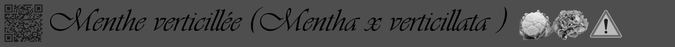 Étiquette de : Mentha x verticillata  - format a - style noire33viv avec qrcode et comestibilité simplifiée