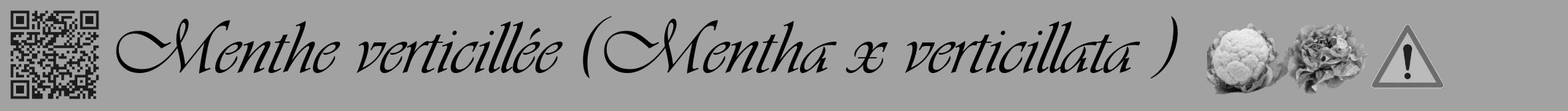 Étiquette de : Mentha x verticillata  - format a - style noire38viv avec qrcode et comestibilité simplifiée