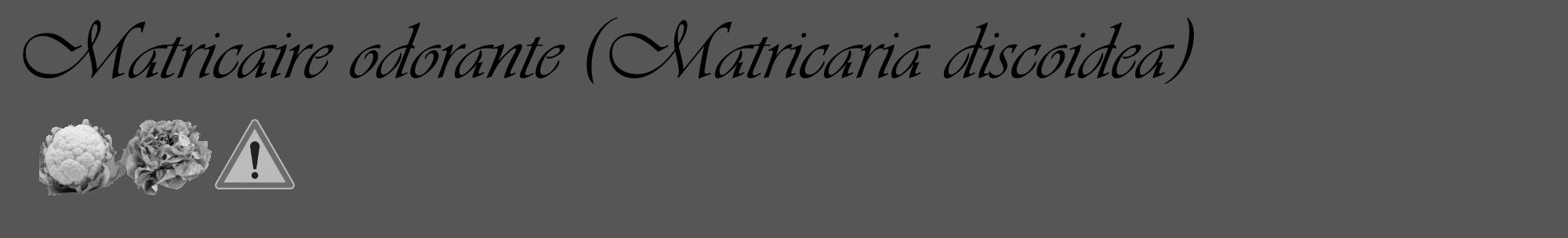 Étiquette de : Matricaria discoidea - format c - style noire45_basique_basiqueviv avec comestibilité simplifiée