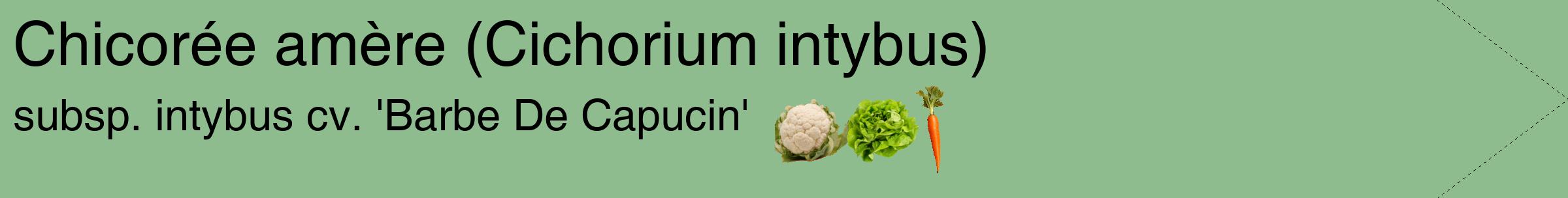 Étiquette de : Cichorium intybus subsp. intybus cv. 'Barbe De Capucin' - format c - style noire13simple_simple_simplehel avec comestibilité simplifiée