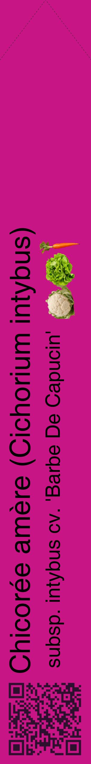 Étiquette de : Cichorium intybus subsp. intybus cv. 'Barbe De Capucin' - format c - style noire45_simplehel avec qrcode et comestibilité simplifiée