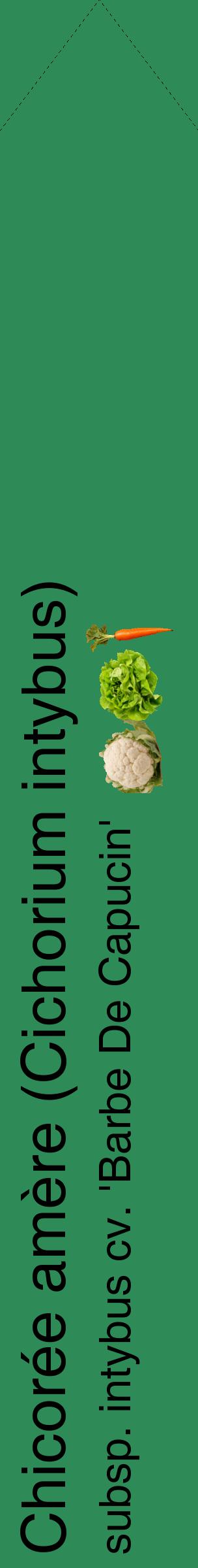 Étiquette de : Cichorium intybus subsp. intybus cv. 'Barbe De Capucin' - format c - style noire11_simplehel avec comestibilité simplifiée