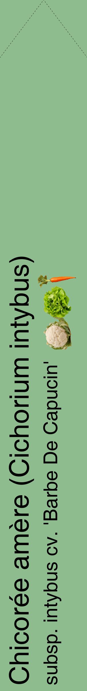 Étiquette de : Cichorium intybus subsp. intybus cv. 'Barbe De Capucin' - format c - style noire13_simplehel avec comestibilité simplifiée