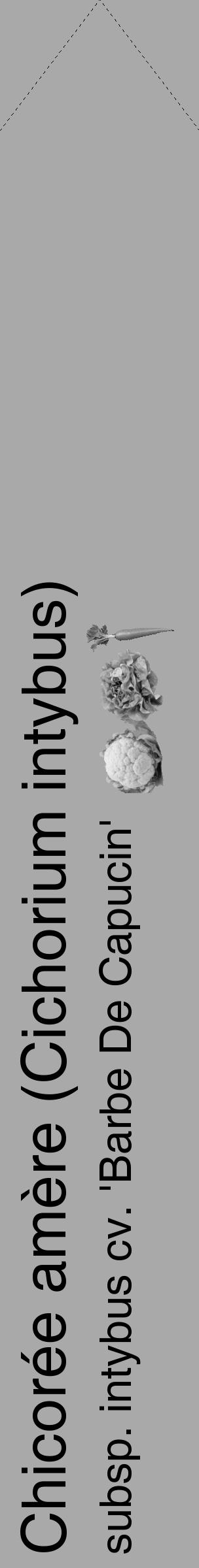 Étiquette de : Cichorium intybus subsp. intybus cv. 'Barbe De Capucin' - format c - style noire13simple_simple_simplehel avec comestibilité simplifiée - position verticale