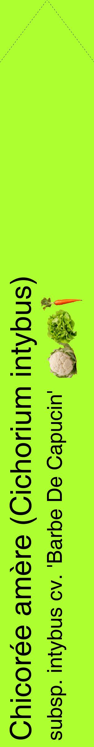 Étiquette de : Cichorium intybus subsp. intybus cv. 'Barbe De Capucin' - format c - style noire17_simplehel avec comestibilité simplifiée