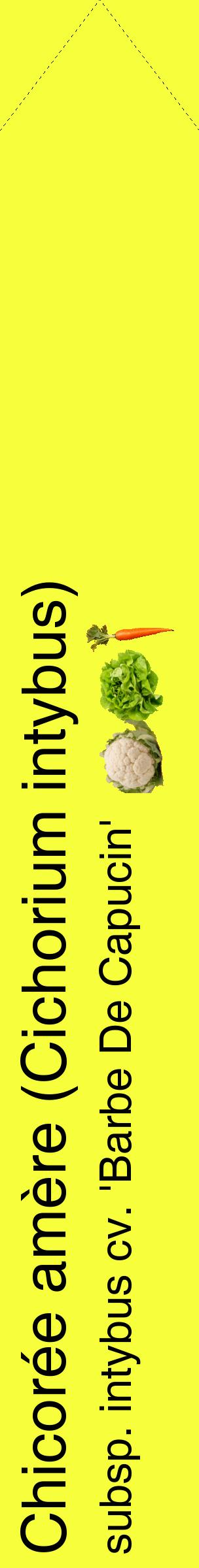 Étiquette de : Cichorium intybus subsp. intybus cv. 'Barbe De Capucin' - format c - style noire18_simplehel avec comestibilité simplifiée