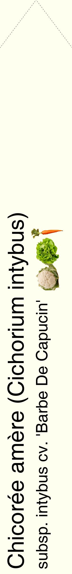 Étiquette de : Cichorium intybus subsp. intybus cv. 'Barbe De Capucin' - format c - style noire19_simplehel avec comestibilité simplifiée