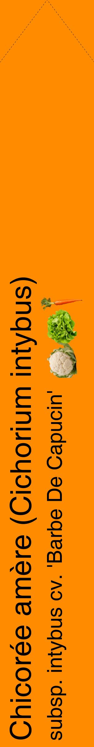 Étiquette de : Cichorium intybus subsp. intybus cv. 'Barbe De Capucin' - format c - style noire23_simplehel avec comestibilité simplifiée