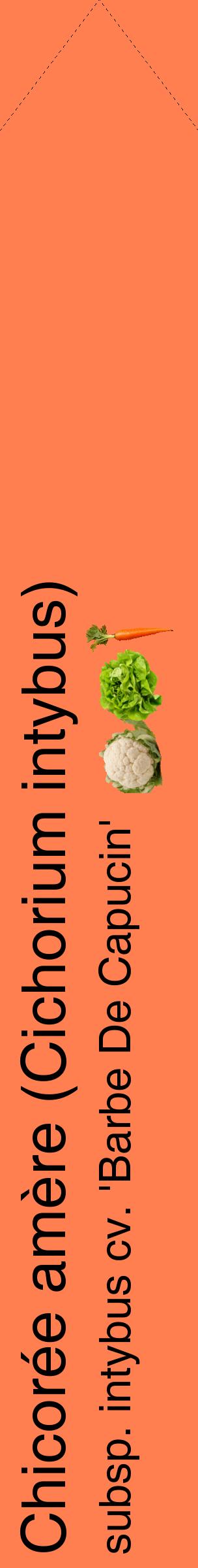 Étiquette de : Cichorium intybus subsp. intybus cv. 'Barbe De Capucin' - format c - style noire24_simplehel avec comestibilité simplifiée