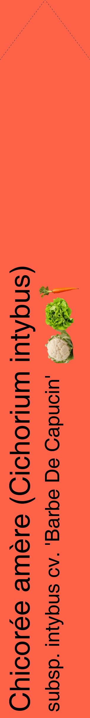 Étiquette de : Cichorium intybus subsp. intybus cv. 'Barbe De Capucin' - format c - style noire25_simplehel avec comestibilité simplifiée