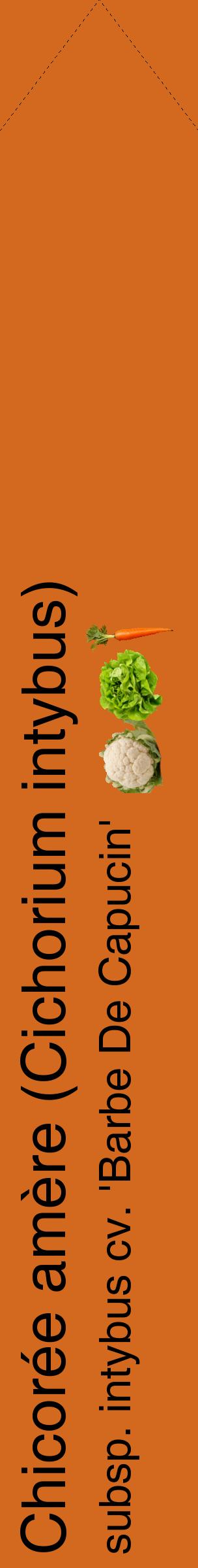 Étiquette de : Cichorium intybus subsp. intybus cv. 'Barbe De Capucin' - format c - style noire31_simplehel avec comestibilité simplifiée