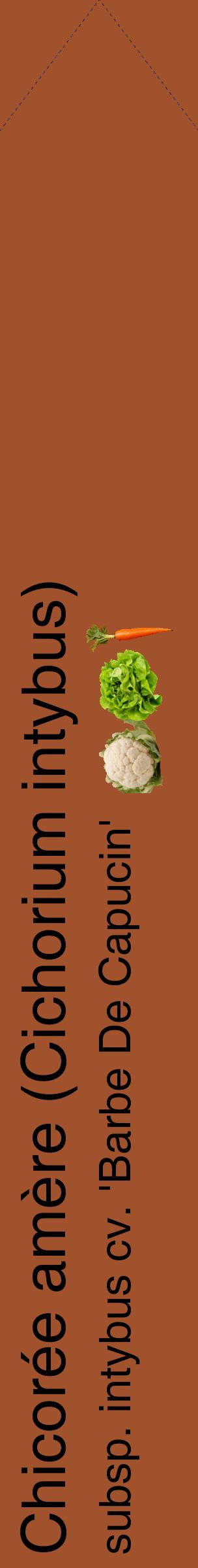 Étiquette de : Cichorium intybus subsp. intybus cv. 'Barbe De Capucin' - format c - style noire32_simplehel avec comestibilité simplifiée