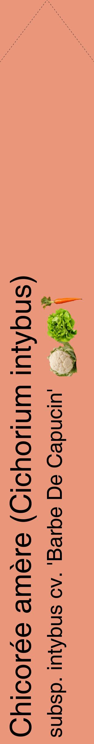Étiquette de : Cichorium intybus subsp. intybus cv. 'Barbe De Capucin' - format c - style noire37_simplehel avec comestibilité simplifiée