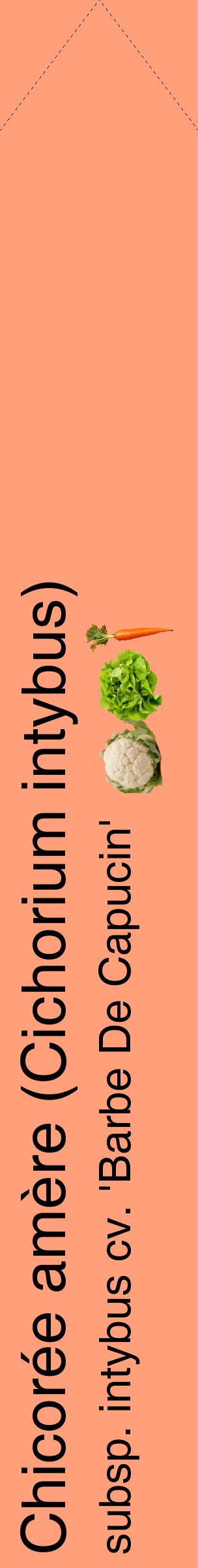 Étiquette de : Cichorium intybus subsp. intybus cv. 'Barbe De Capucin' - format c - style noire39_simplehel avec comestibilité simplifiée