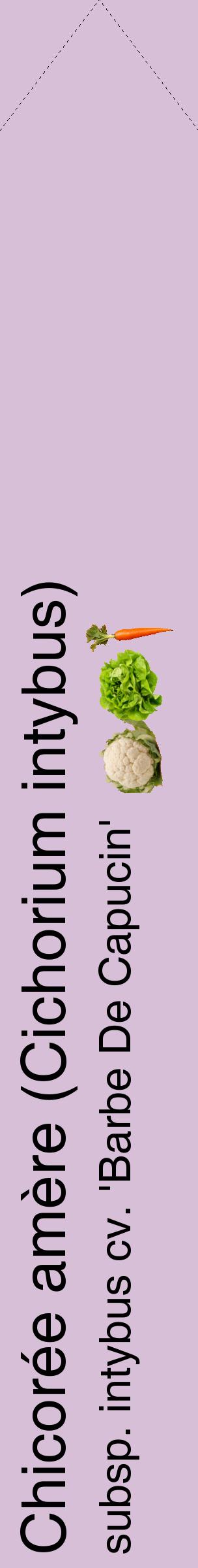 Étiquette de : Cichorium intybus subsp. intybus cv. 'Barbe De Capucin' - format c - style noire54_simplehel avec comestibilité simplifiée