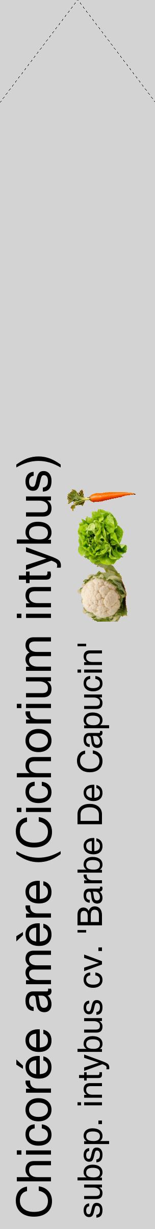 Étiquette de : Cichorium intybus subsp. intybus cv. 'Barbe De Capucin' - format c - style noire56_simplehel avec comestibilité simplifiée