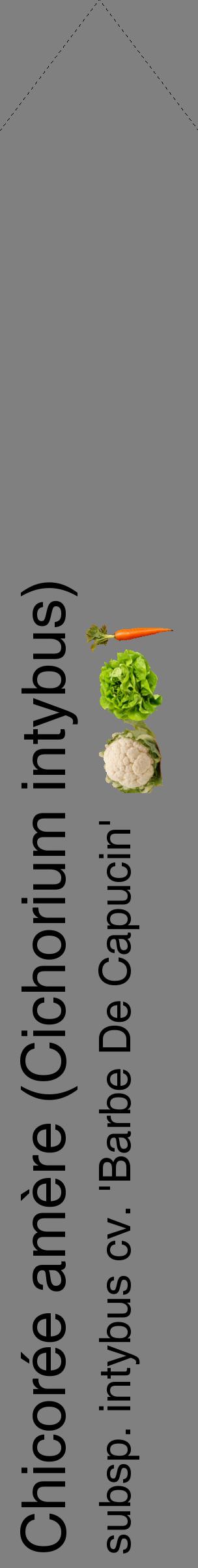 Étiquette de : Cichorium intybus subsp. intybus cv. 'Barbe De Capucin' - format c - style noire57_simplehel avec comestibilité simplifiée
